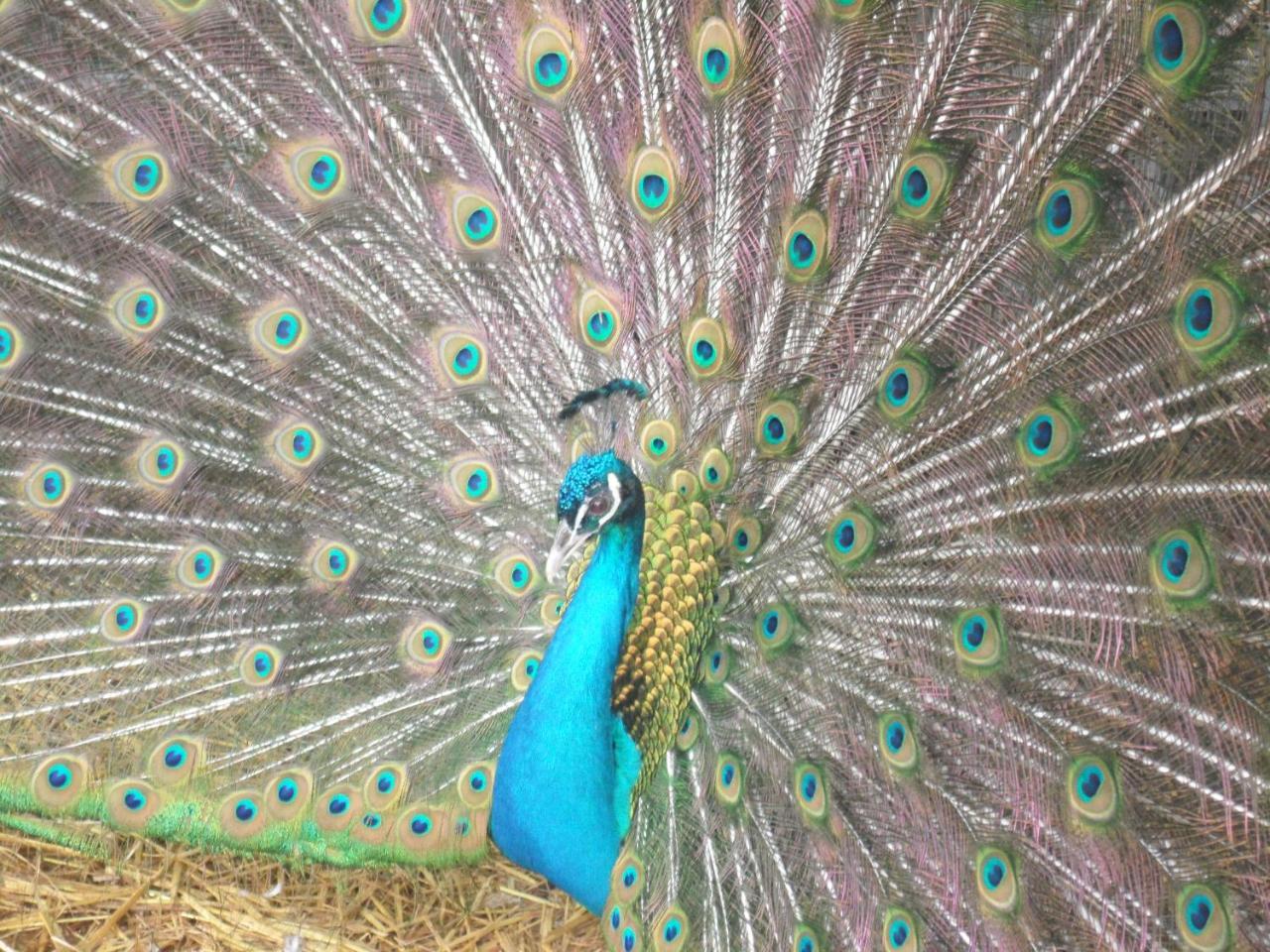 Locanda Delle Noci بيرودجا المظهر الخارجي الصورة