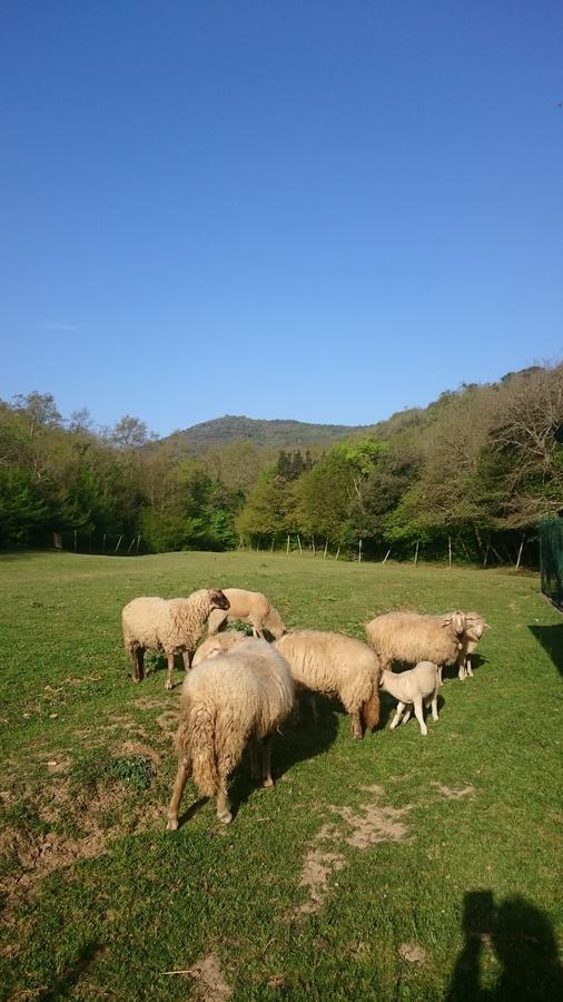 Locanda Delle Noci بيرودجا المظهر الخارجي الصورة
